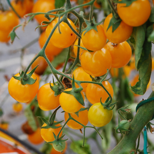 Cluster of small yellow tomatoes