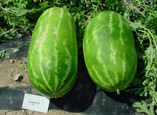 Long green watermelon