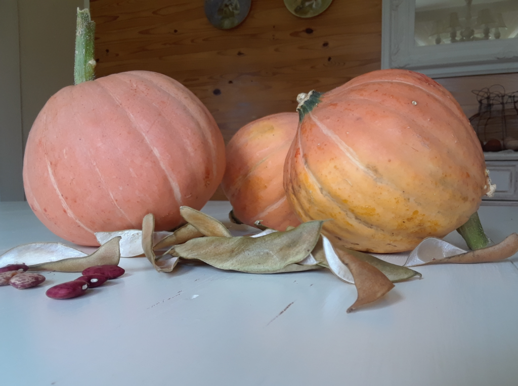 Squash Winter - Golden Nugget