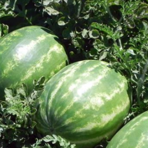 Watermelon - Fascination Seedless - Treated Seed