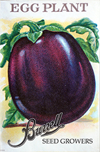 Eggplant - Black Beauty