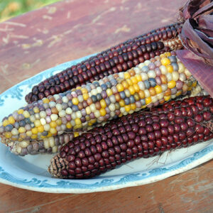 Corn - Indian Ornamental