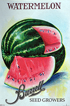 Watermelon - Sangria