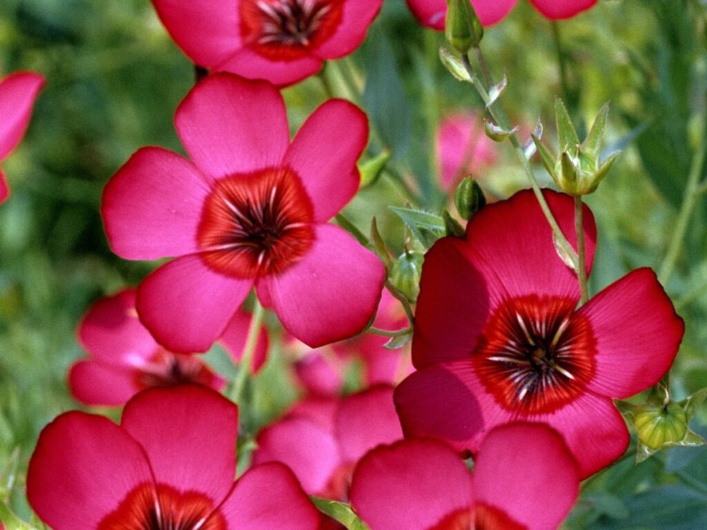 Flax - Scarlet