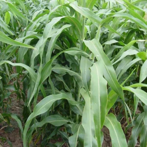 Sorghum in a field