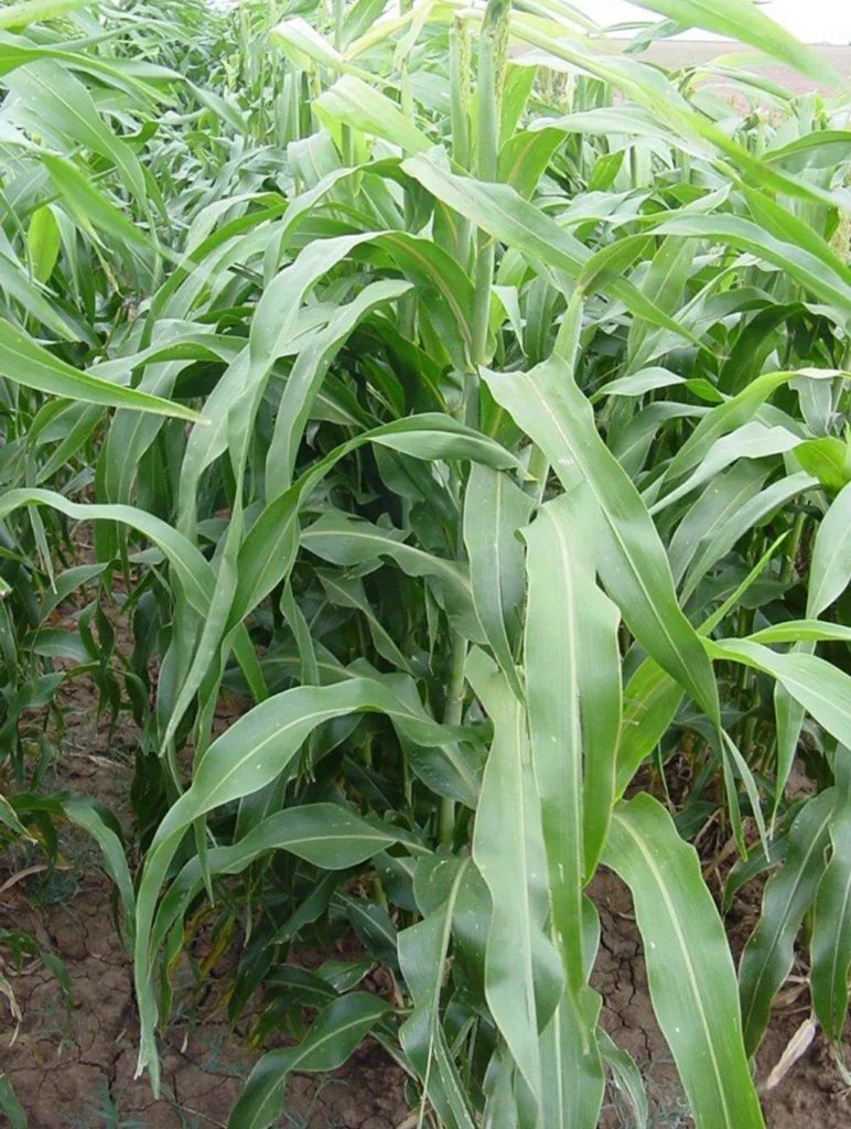 Sorghum in a field