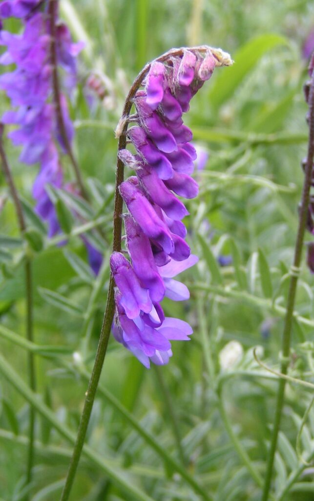 Vetch - Common