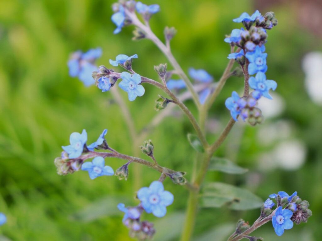 Forget-Me-Not, Chinese